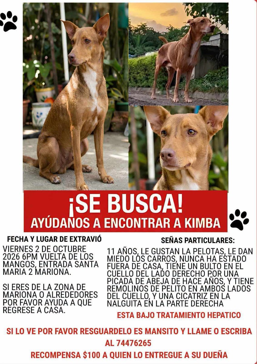 lyssitta's tweet photo. #ServicioSocial
SE BUSCA 🚨🚨

Hoy tiene 4 días fuera de casa  ya recorrimos a pie, carro y moto la zona y nada, si alguien lo tiene no le haremos preguntas solo queremos que nuestros pequeño regrese bien a casa con su familia. https://t.co/MPLC9NxGFE