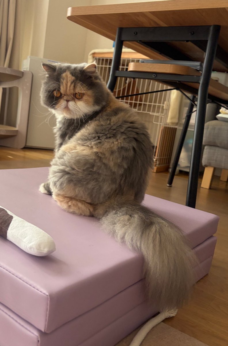 chankorovsky's tweet photo. おはちゃんこ☁️
おメスは背中で語るのよ https://t.co/CkSSxxb0TL