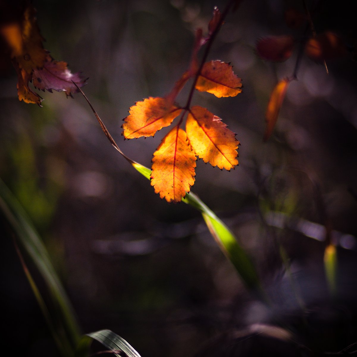 VIV_boho's tweet photo. #fallcolors #autumnbeauty #fallbeauty
#Zeiss Distagon T* 2/35 ZE https://t.co/HJyAlcb9zR