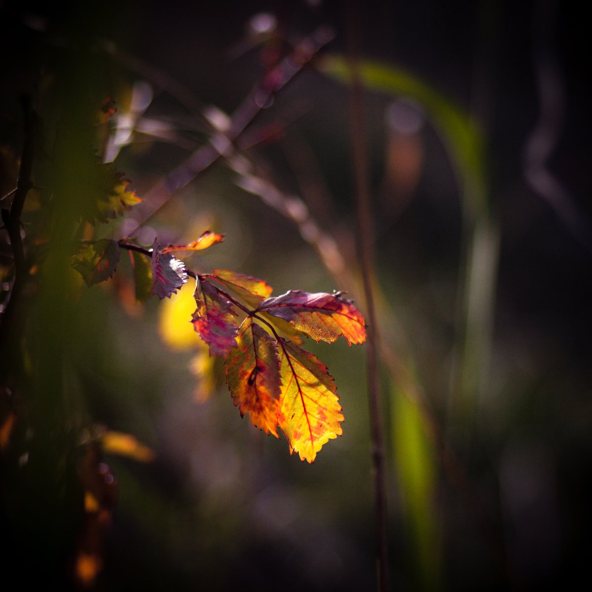 VIV_boho's tweet photo. #fallcolors #autumnbeauty #fallbeauty
#Zeiss Distagon T* 2/35 ZE https://t.co/HJyAlcb9zR