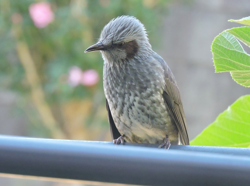 popobrasil's tweet photo. 朝からヒヨドリがぴーぴー。🕊️☀️
＃野鳥 https://t.co/t4LPGmSlOS