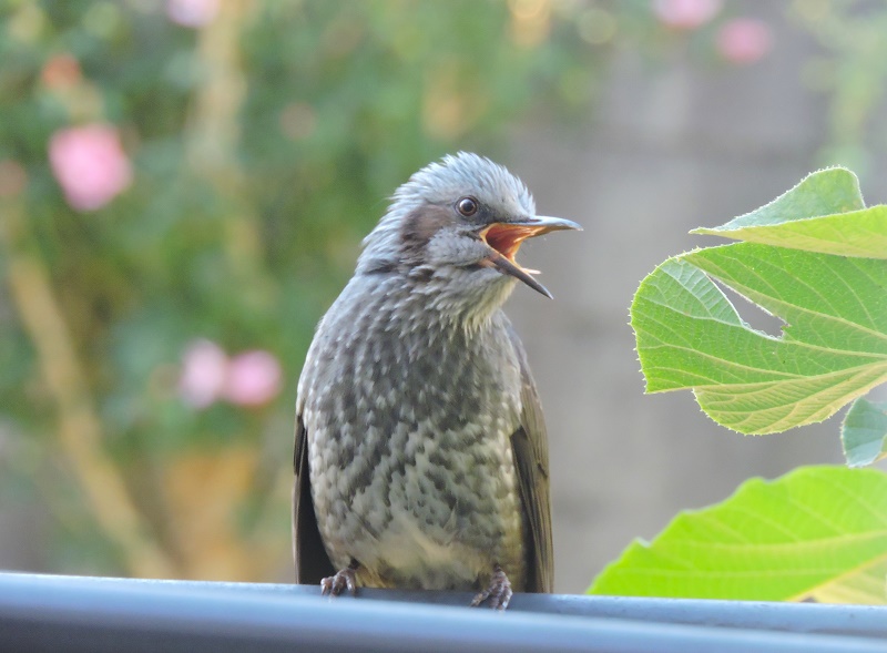 popobrasil's tweet photo. 朝からヒヨドリがぴーぴー。🕊️☀️
＃野鳥 https://t.co/t4LPGmSlOS