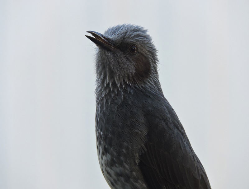 popobrasil's tweet photo. 朝からヒヨドリがぴーぴー。🕊️☀️
＃野鳥 https://t.co/t4LPGmSlOS