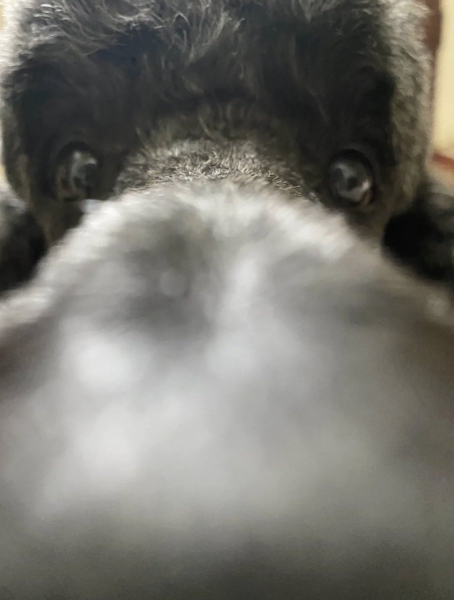 gigamachina's tweet photo. great photo of my dog my brother took https://t.co/HH55juWcc9