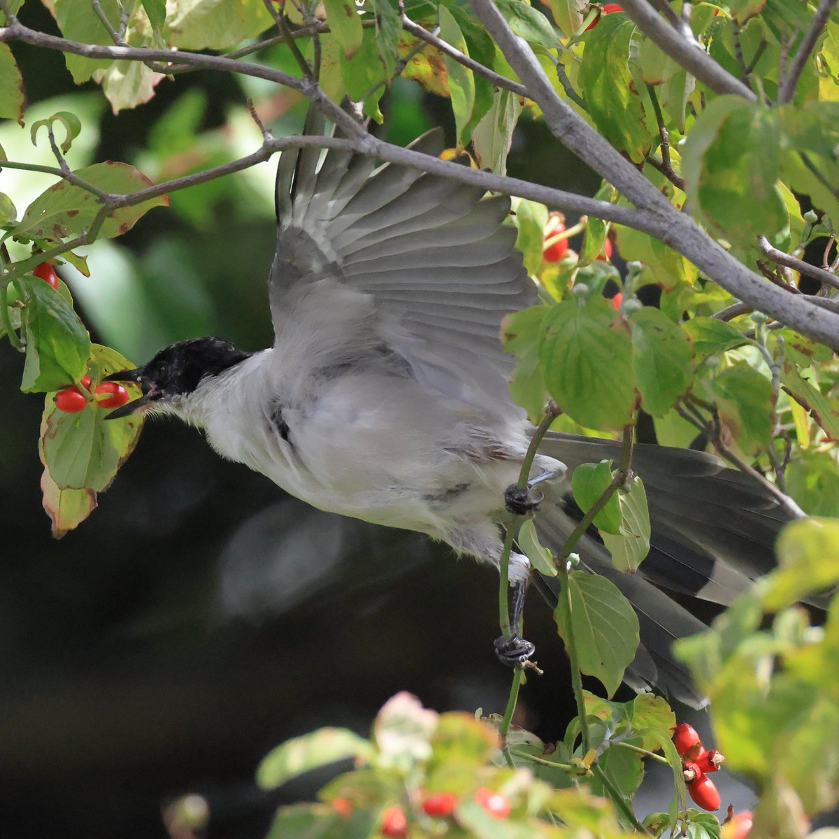 CanonBirdBranch's tweet photo. ハナミズキの赤い実は #オナガ たちに大人気。

▼野鳥写真図鑑「オナガ」
https://t.co/QLBZPbs571 https://t.co/UfHUB501TC