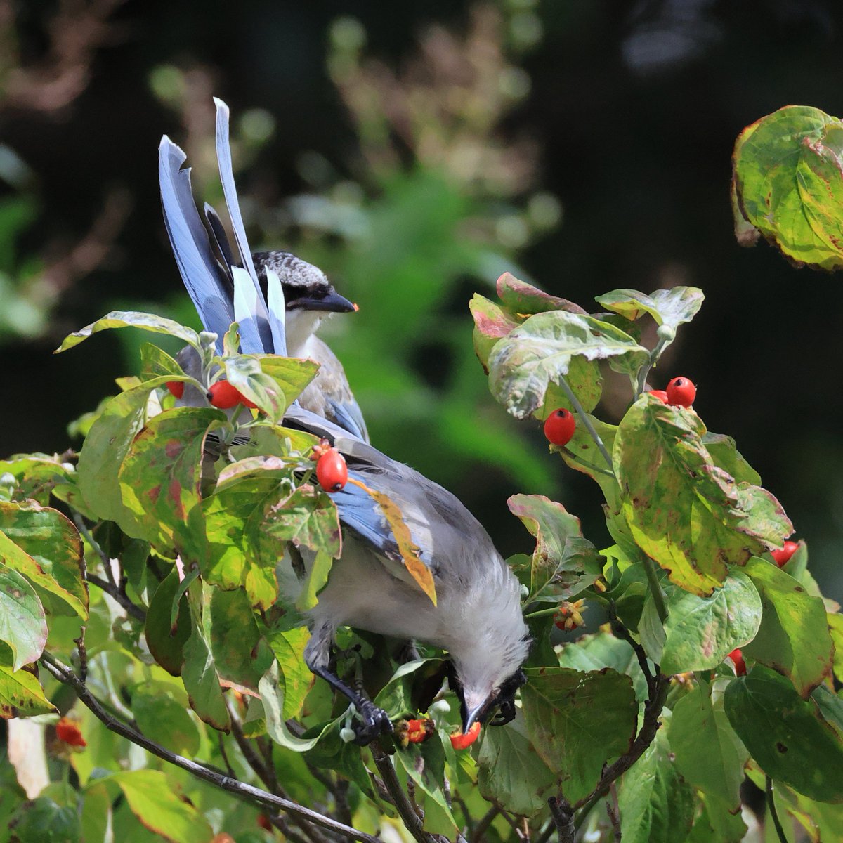 CanonBirdBranch's tweet photo. ハナミズキの赤い実は #オナガ たちに大人気。

▼野鳥写真図鑑「オナガ」
https://t.co/QLBZPbs571 https://t.co/UfHUB501TC