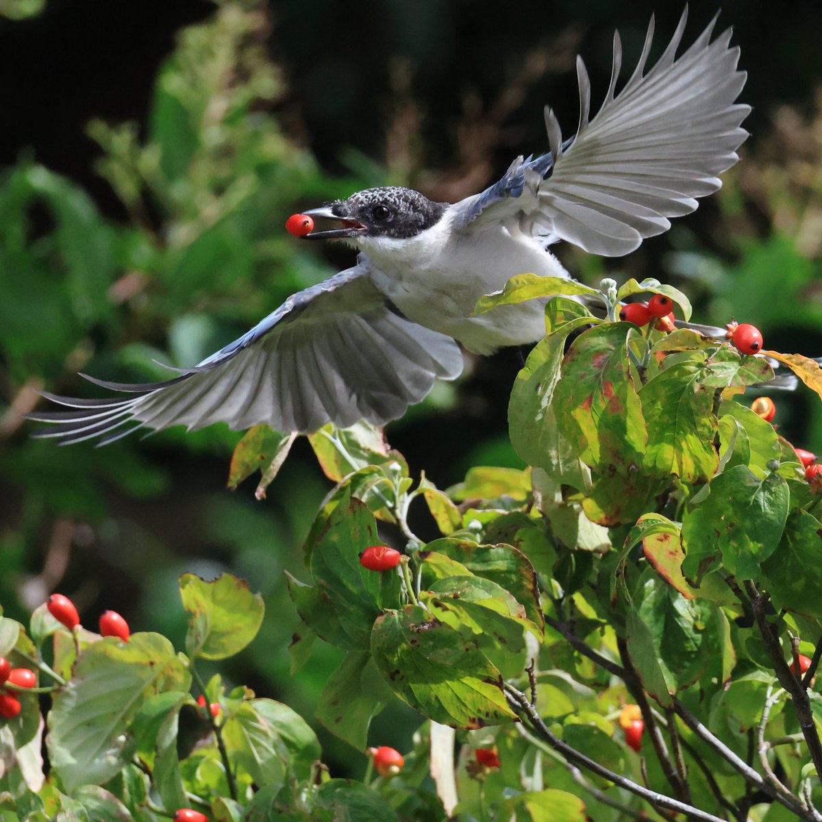 CanonBirdBranch's tweet photo. ハナミズキの赤い実は #オナガ たちに大人気。

▼野鳥写真図鑑「オナガ」
https://t.co/QLBZPbs571 https://t.co/UfHUB501TC