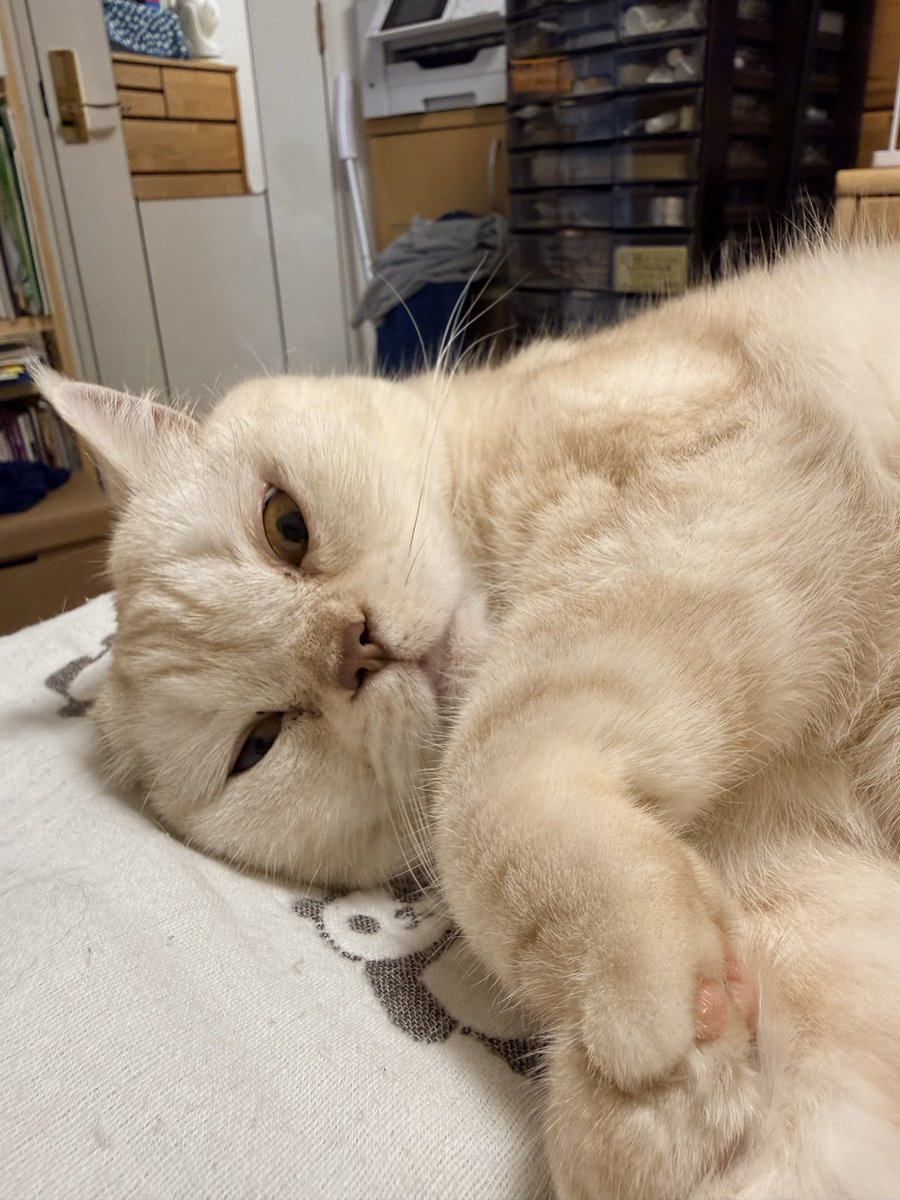 afro9253oba's tweet photo. 昨日、肉体労働したのでまだ眠いです💤
曇っているし…☁️
#立ち耳スコテッシュホールド
#平日休み　#私の猫 https://t.co/N8GYx0ClQ7