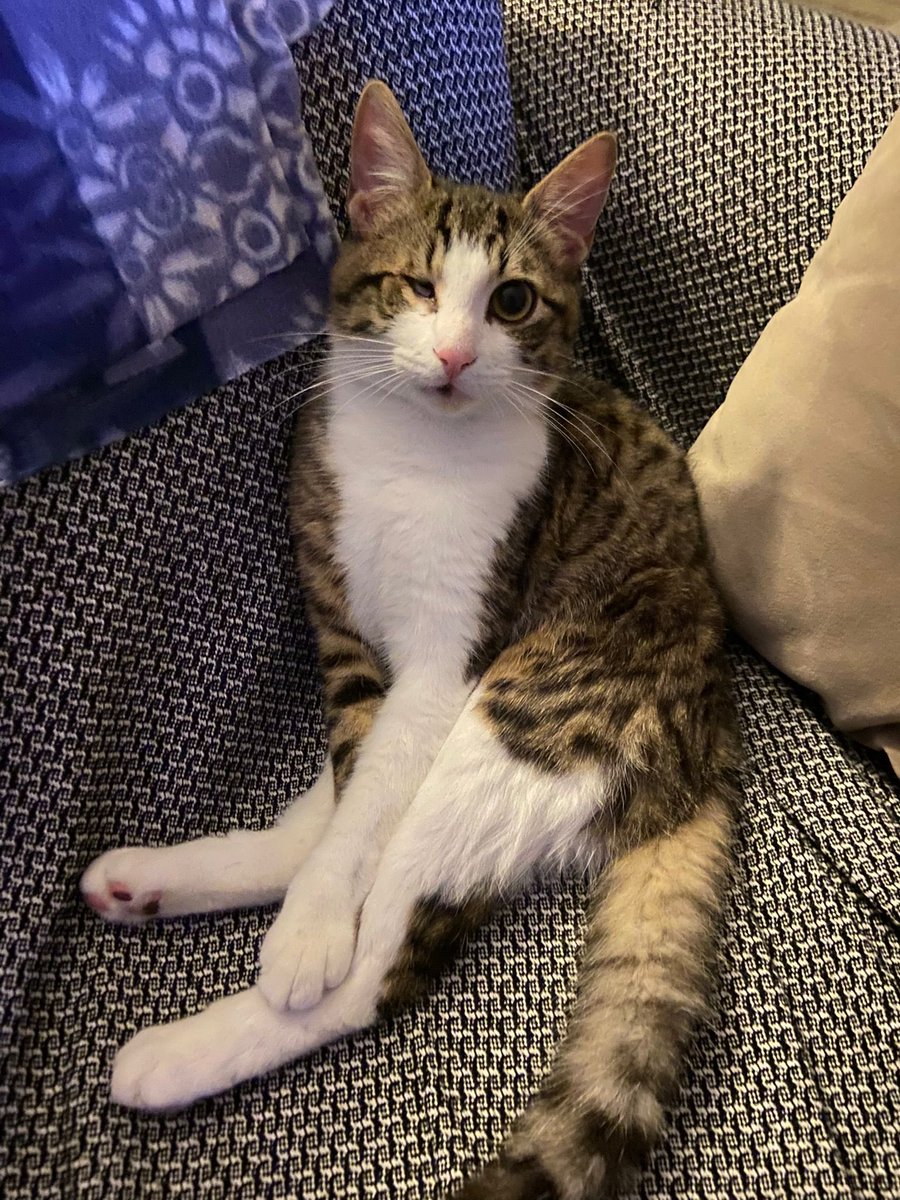 akkiwiy's tweet photo. @Peytops some of my recent stuff, and a bonus pic of one of my cats. his name is Chickpea. sending lots of meowls ur way, with love! https://t.co/X3XGRRRpdO