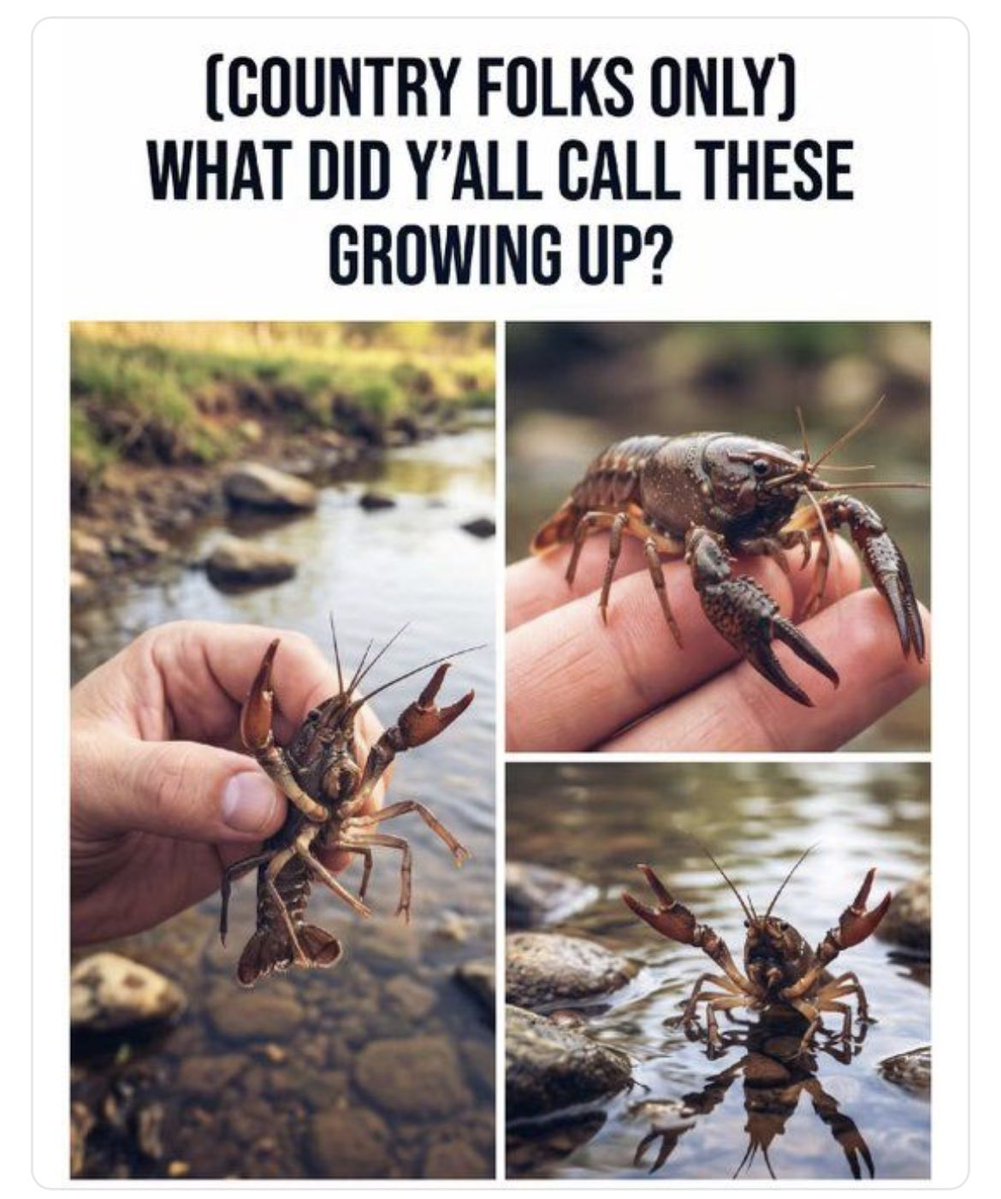 dogwoodblooms's tweet photo. PSA: The only acceptable answer is crawdaddy. 💁🏼‍♀️ https://t.co/1HqD8WzWlV