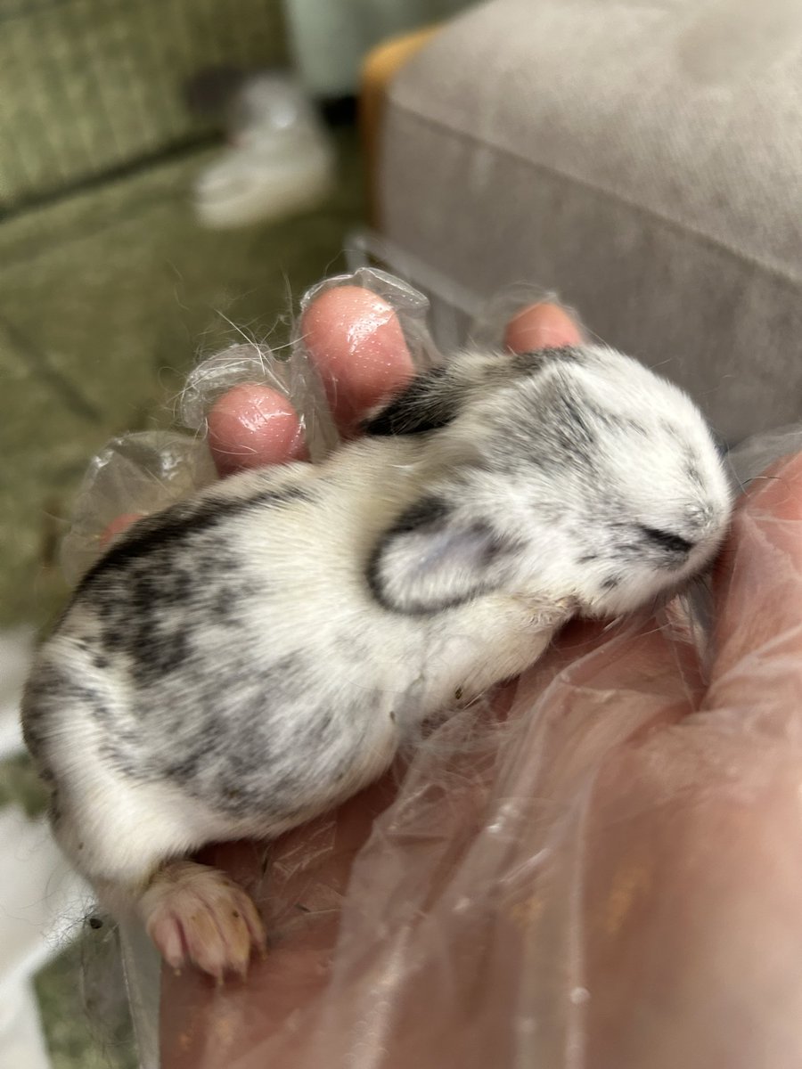 uono86's tweet photo. 去勢をしたはずなのに繁殖してしまったので…（人間の管理不足なのでポポやテテに非はないです。）
1週間ほど子育てにも追われてました🐇
ありがたいことにスクスク育ってます。 https://t.co/xnE0JRzMn9