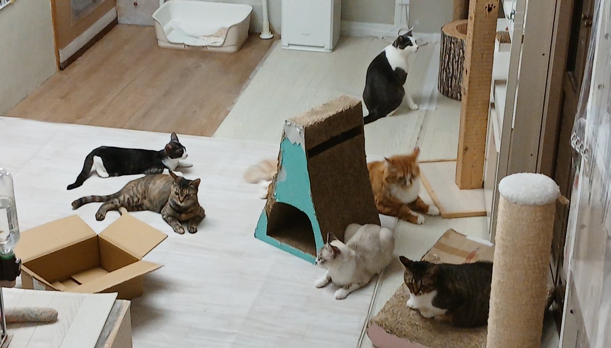 shinsyuuneko's tweet photo. 猫の相談が増えてきました。
長野市以外の相談も多いです。
担当保健所やその地域のボランティアさんに助けてもらいつつ、相談者さんにもがんばってもらうスタイルです。
よろしくお願いします。

みんなで解決しましょう。 https://t.co/tTnqlG7ZdO