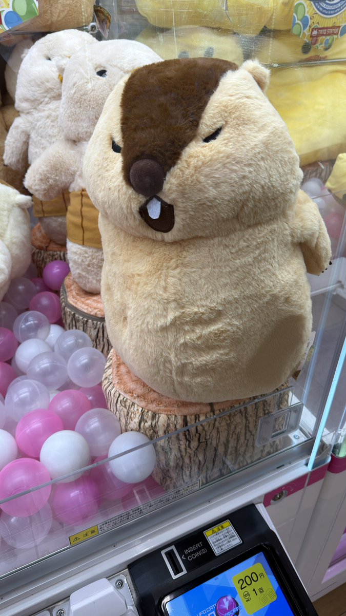 luvjeft's tweet photo. ぺぷ仙台でなにしてんの？ https://t.co/XfuzgxRVGY