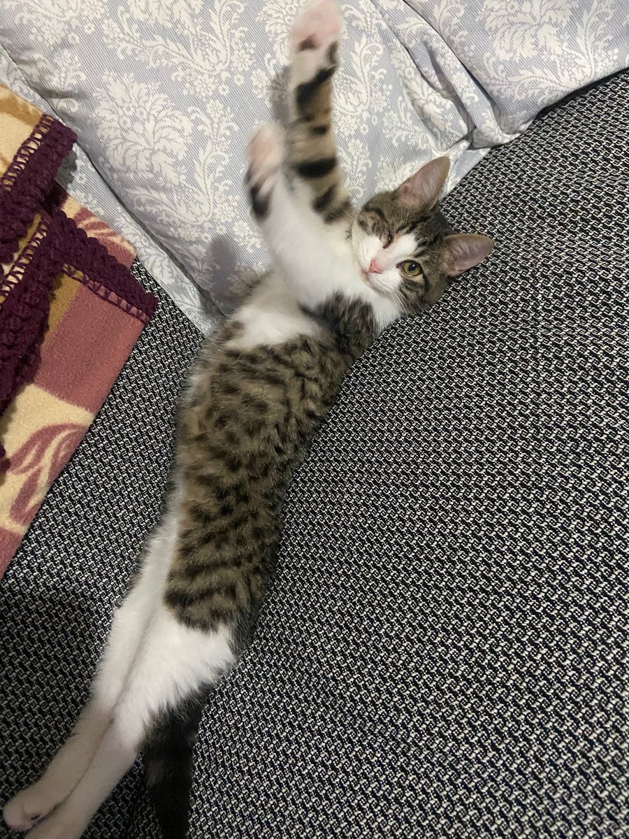 akkiwiy's tweet photo. @Peytops thank you so much!!! it feels great hearing that from another talented artist!! x) Chickpea is pet and very content! he thanks u for the pets!! https://t.co/w3yRXio87Q
