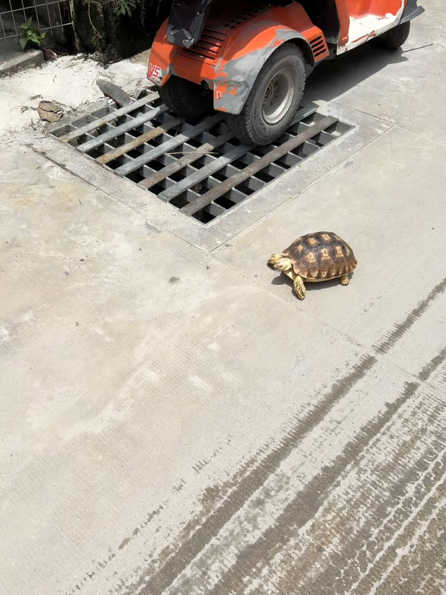 naga_singha's tweet photo. こんなカメを路上で見かけたの初めて🐢 #サメット島 https://t.co/ta0UBNlZ2k