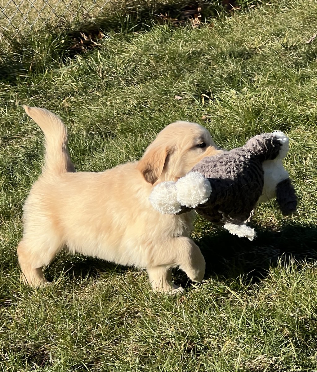 ECADServiceDogs's tweet photo. Our pups are pros at the retrieve. Today, it's your turn to fetch: our Amazon wishlist has the toys, treats, and tools our pups in training use every day. https://t.co/2zRxQmNLe7 #ECADServiceDogs #PrimeBigDealDays https://t.co/sTFOO9onmA