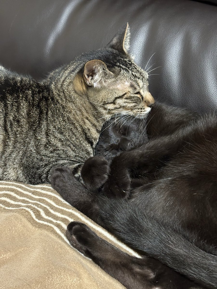 donadona195's tweet photo. ←今日も枕にされてる
　　　　　　　　ちょっと抵抗してみた→

＃保護猫きょうだい
＃猫かわいいね
＃黒猫　　　＃キジトラ猫 https://t.co/ILNnA8iDHM