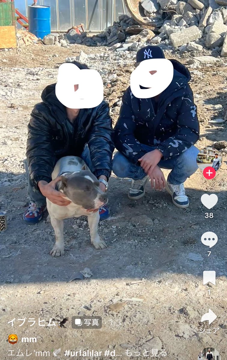 JAPANBOY_Dai's tweet photo. 風化させないシリーズと豆知識
トルコはイスラムがマイルドなので
犬も飼うし、酒も当然飲みます。
ただ、ヤードで飼ってるピットブルがよく逃げて近所で捕獲されている事が定期的にあります。
放し飼いなんですよ… https://t.co/Ne5A8DM7iC
