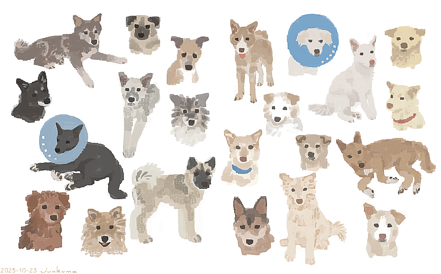 J_KMOR's tweet photo. 雑種犬… https://t.co/rKzWdwolRx