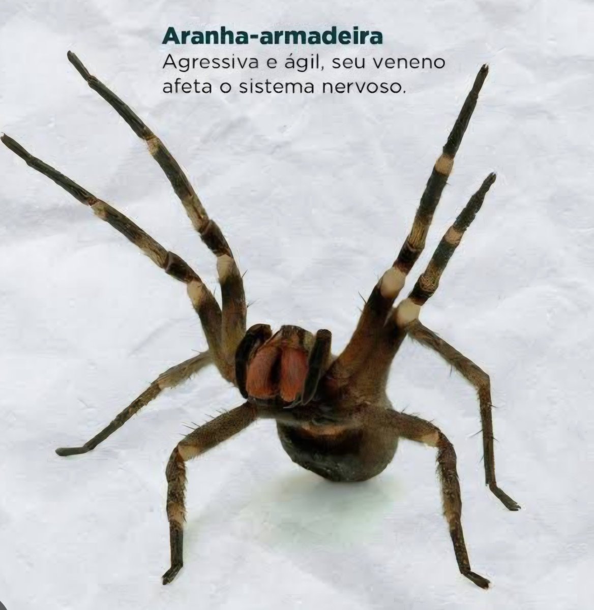 Gabgabiuu's tweet photo. Nao é drama nem nada. Eu quase morri picado por uma aranha armadeira. Eu achei que ia de base. Que LOUCURAAAAA. https://t.co/bcGJsrMMRS