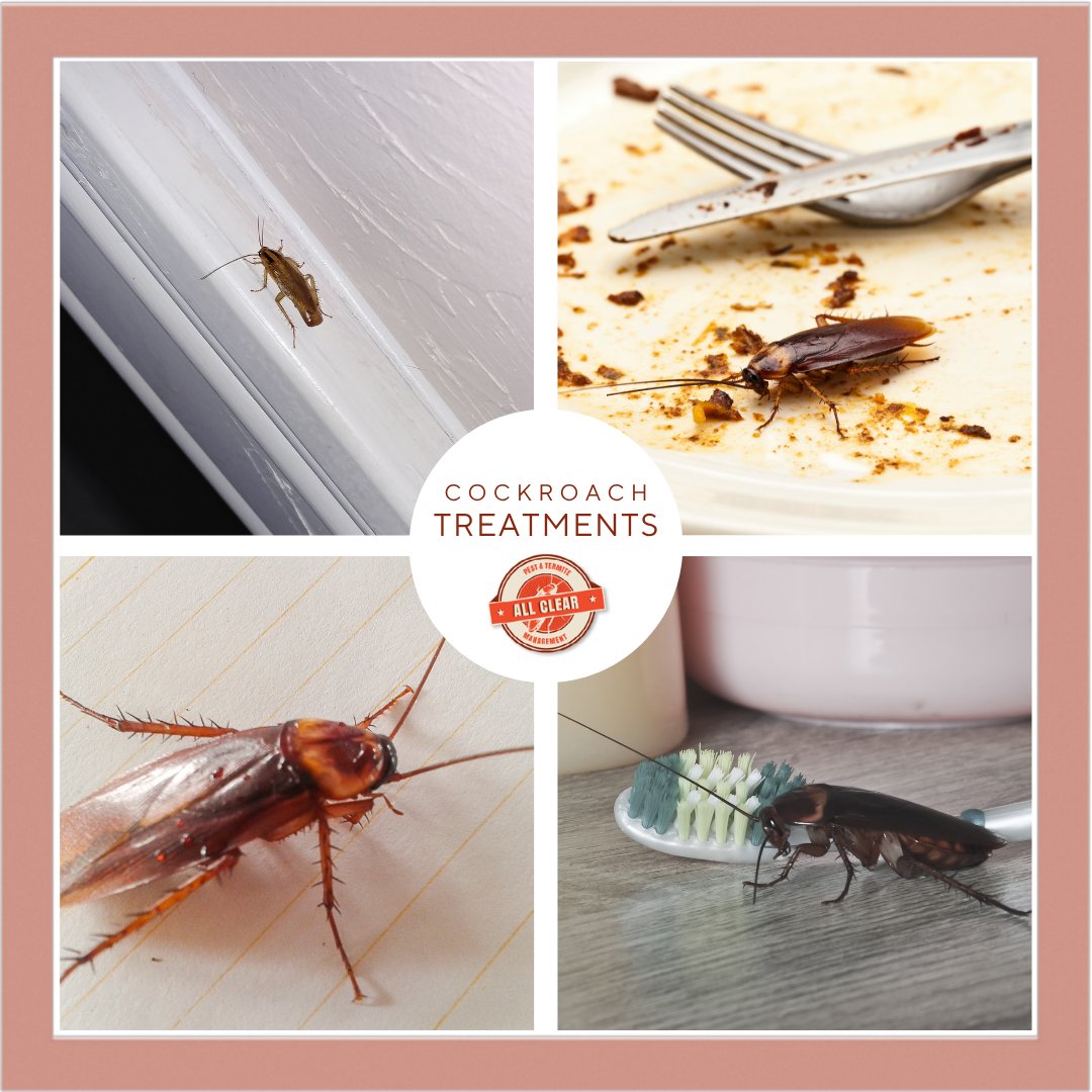 All_Clear_Pest's tweet photo. Cockroaches can spread quickly through kitchens and workspaces. All Clear Pest Control provides practical treatments to help manage unwanted activity.
Call Les on 0488 558 688!
https://t.co/tKD0DIEalJ https://t.co/ObKInmk1mb