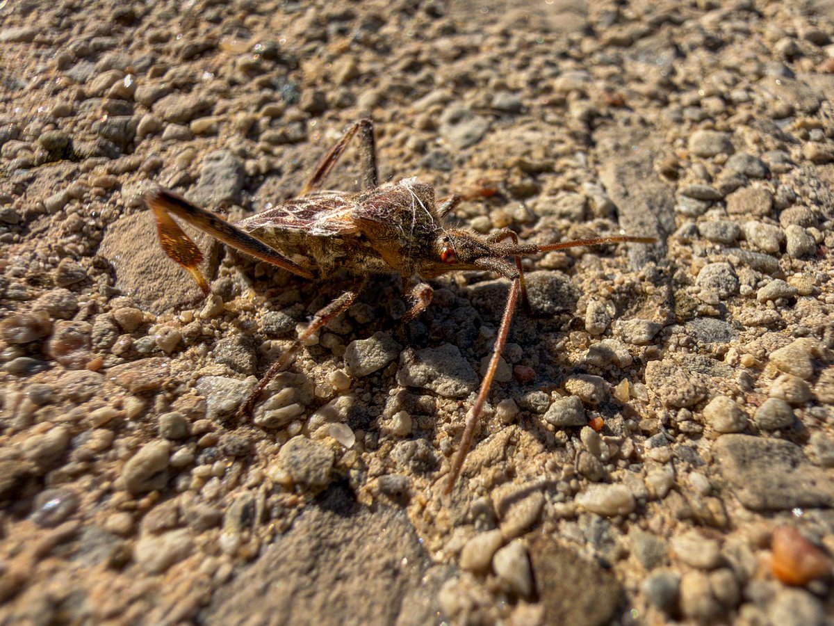 hellosaurav's tweet photo. Found this little explorer inside a few days ago and decided to help it back outside onto the rocks! 🐜🪨 Always amazing to see the tiny details in nature.
#NaturePhotography #Insects #WesternConiferSeedBug #MacroPhotography  #InsectRescue #iphone18promax #sauravphoto https://t.co/vcct7ajdih