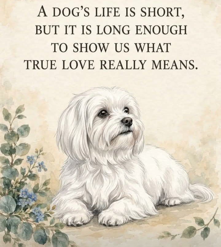 Libertad12021's tweet photo. La vida de un perro es corta, pero es lo suficiente larga para enseñarnos lo que realmente significa el amor verdadero. ❤️🐾 https://t.co/hVOkeAUjYE