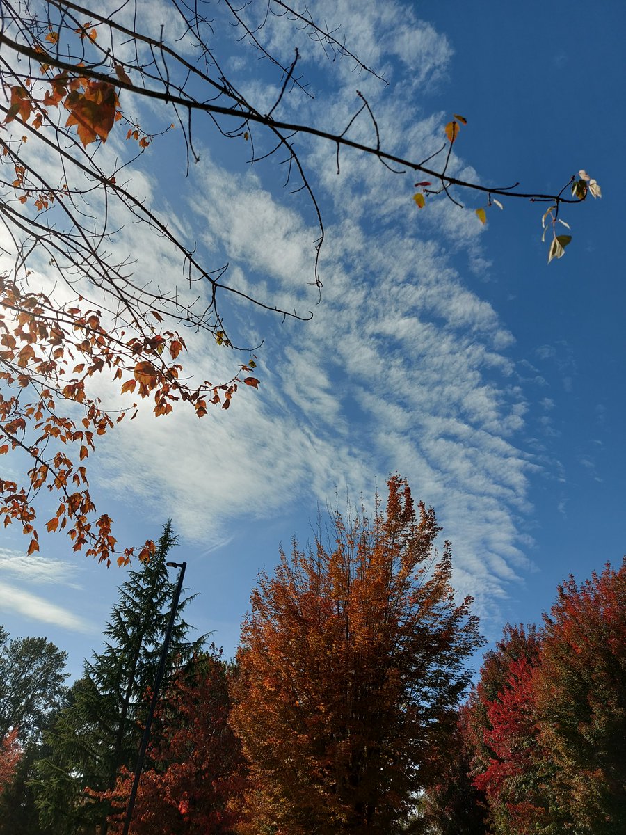 usagy_van's tweet photo. 紅葉の始まりの彩りがとても綺麗です https://t.co/DvfWWKsHj1