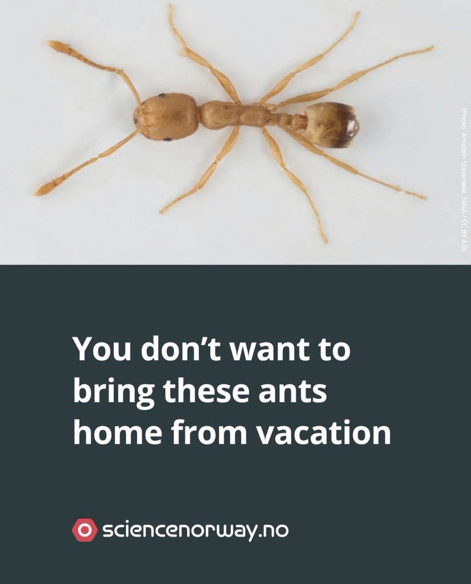 ShahriyarGourgi's tweet photo. You don’t want to bring these ants home from vacation: Pharaoh ants frequently split into new colonies, meaning they can potentially take over an entire building.
https://t.co/68zjTkaUwb https://t.co/IvXe0rI1Be
