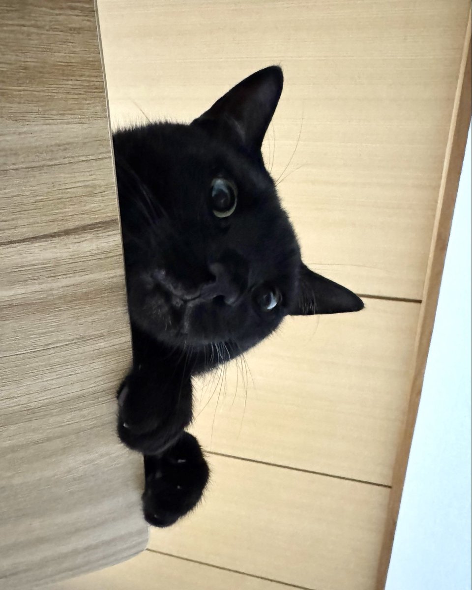 NenekokoC's tweet photo. 見下されるのも悪くはな��✨🐈‍⬛🫩🙄

#ここ #ねねここ
#可愛い #おはよう

#猫 #黒猫 #くろねこ #保護猫 #blackcat https://t.co/dR2xRRHUpm