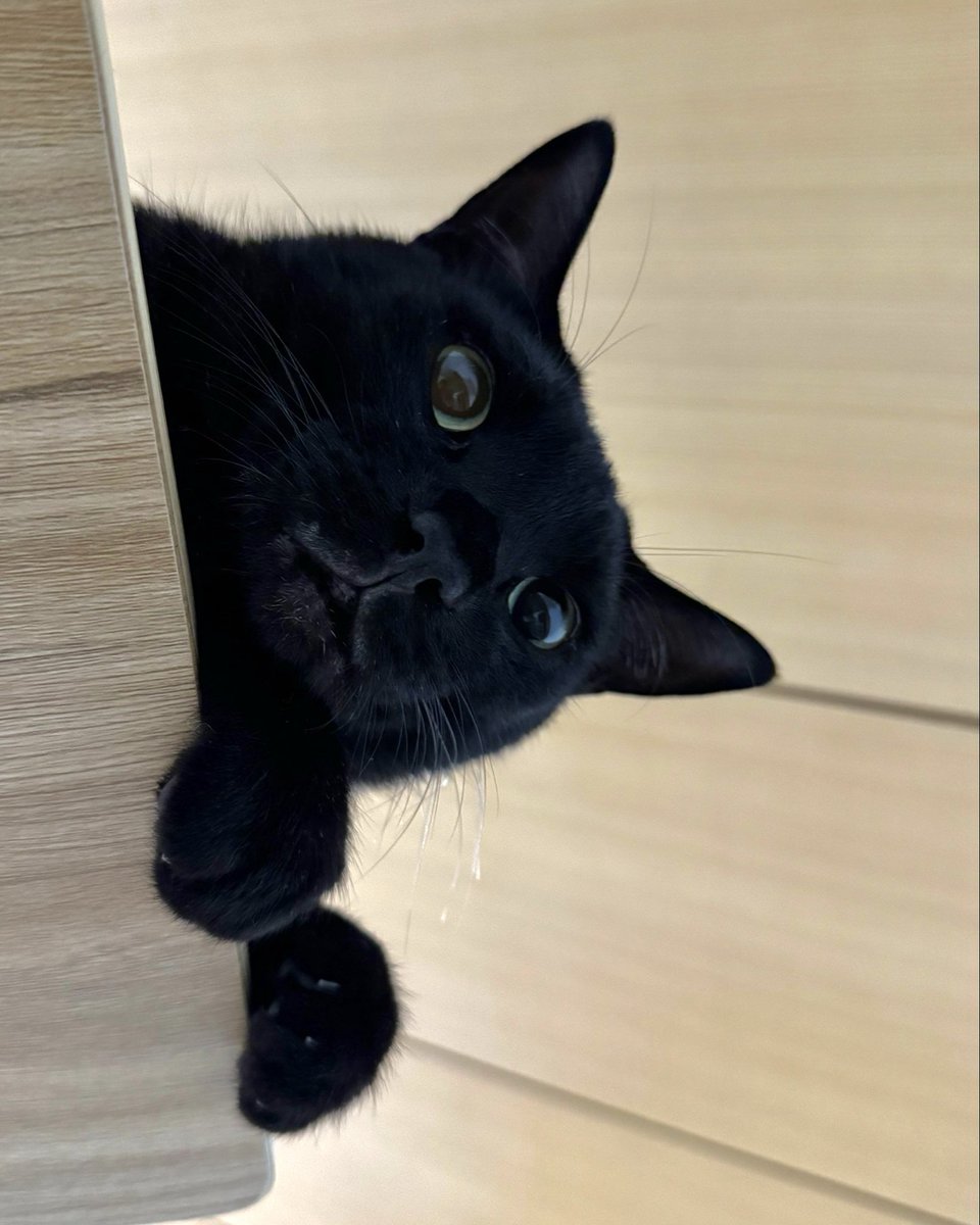 NenekokoC's tweet photo. 見下されるのも悪くはな��✨🐈‍⬛🫩🙄

#ここ #ねねここ
#可愛い #おはよう

#猫 #黒猫 #くろねこ #保護猫 #blackcat https://t.co/dR2xRRHUpm