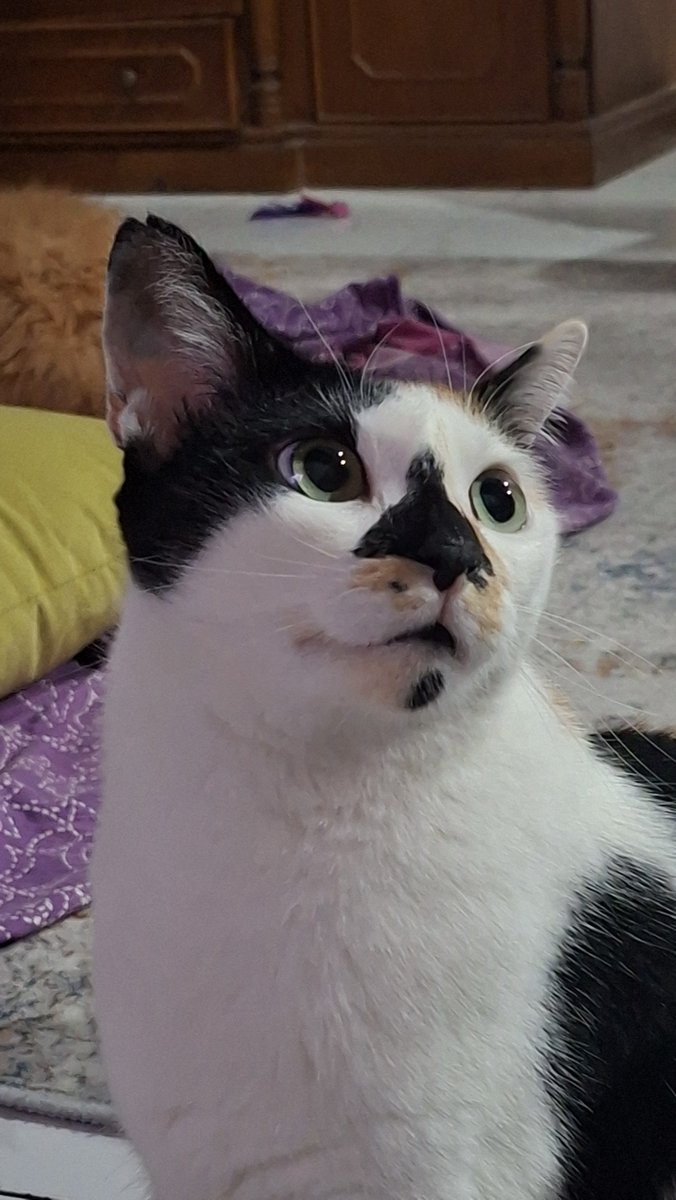 molenkucing tweet picture