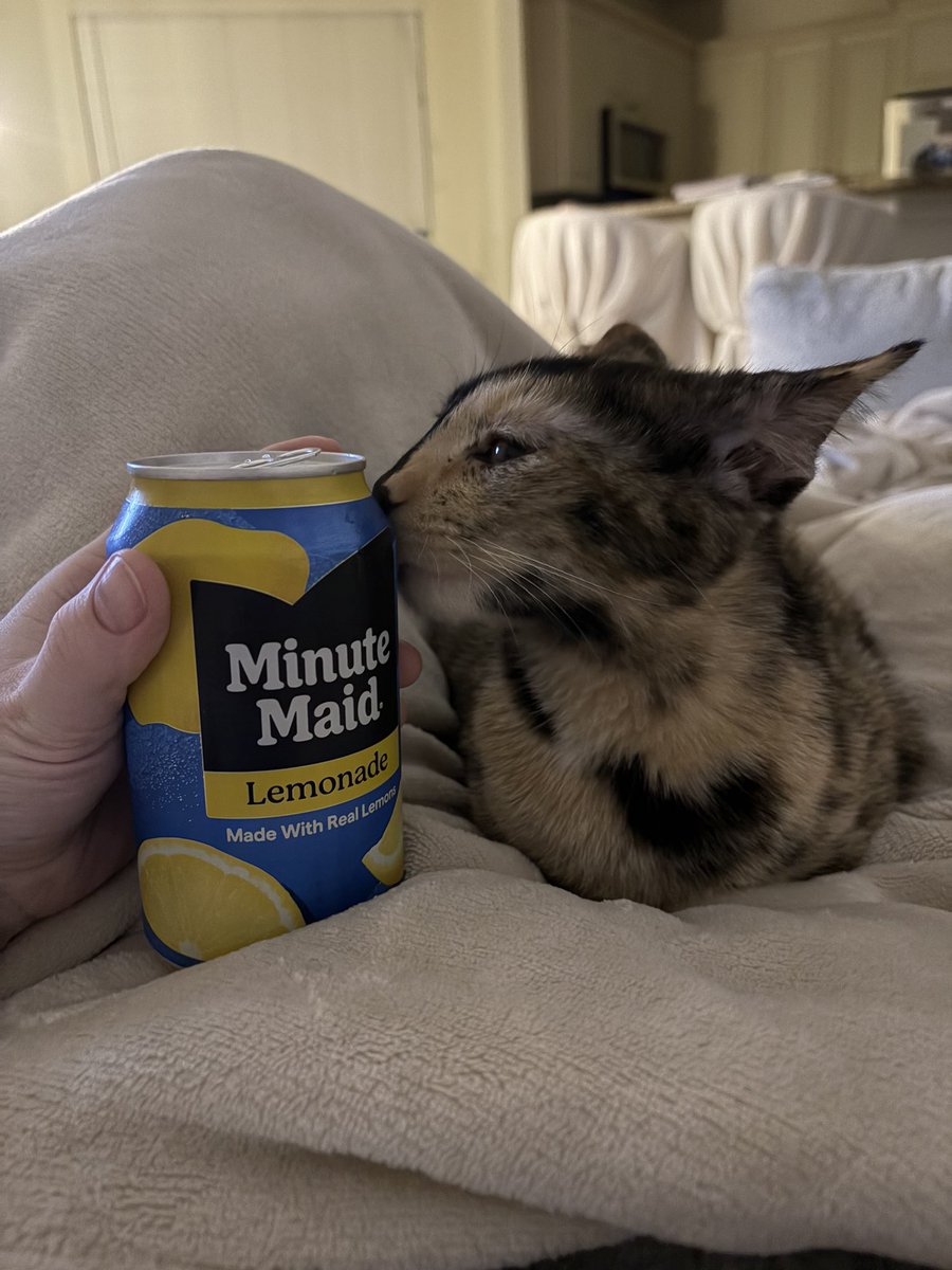 elextra__'s tweet photo. this loaf is approximately 1.25 lemonades tall https://t.co/HB5NPZdTzf