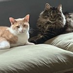 Photo by A tail of two floofs (@bleogirl23)