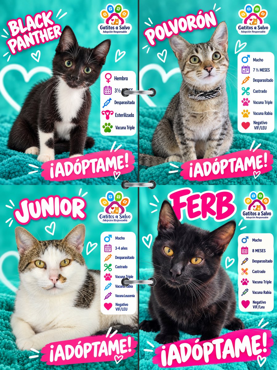 gatitosasalvo's tweet photo. 13 GATOS. TRECE. Y NECESITO QUE X HAGA LO SUYO.

No quiero 300 comentarios diciendo “ojalá los adopten”.

Quiero que estas fotos lleguen a la persona que está buscando adoptar.

Bebés, jóvenes y Junior, que lleva más de un año esperando. 

Todos tienen algo en común: siguen sin una familia.

📍CDMX
🏠 Adopción responsable

¿No puedes adoptar? CITA este post. No sólo le des like.

Ayúdame a sacarlos de aquí.
UNO de estos 13 puede estar a un repost de encontrar su casa. 🐾