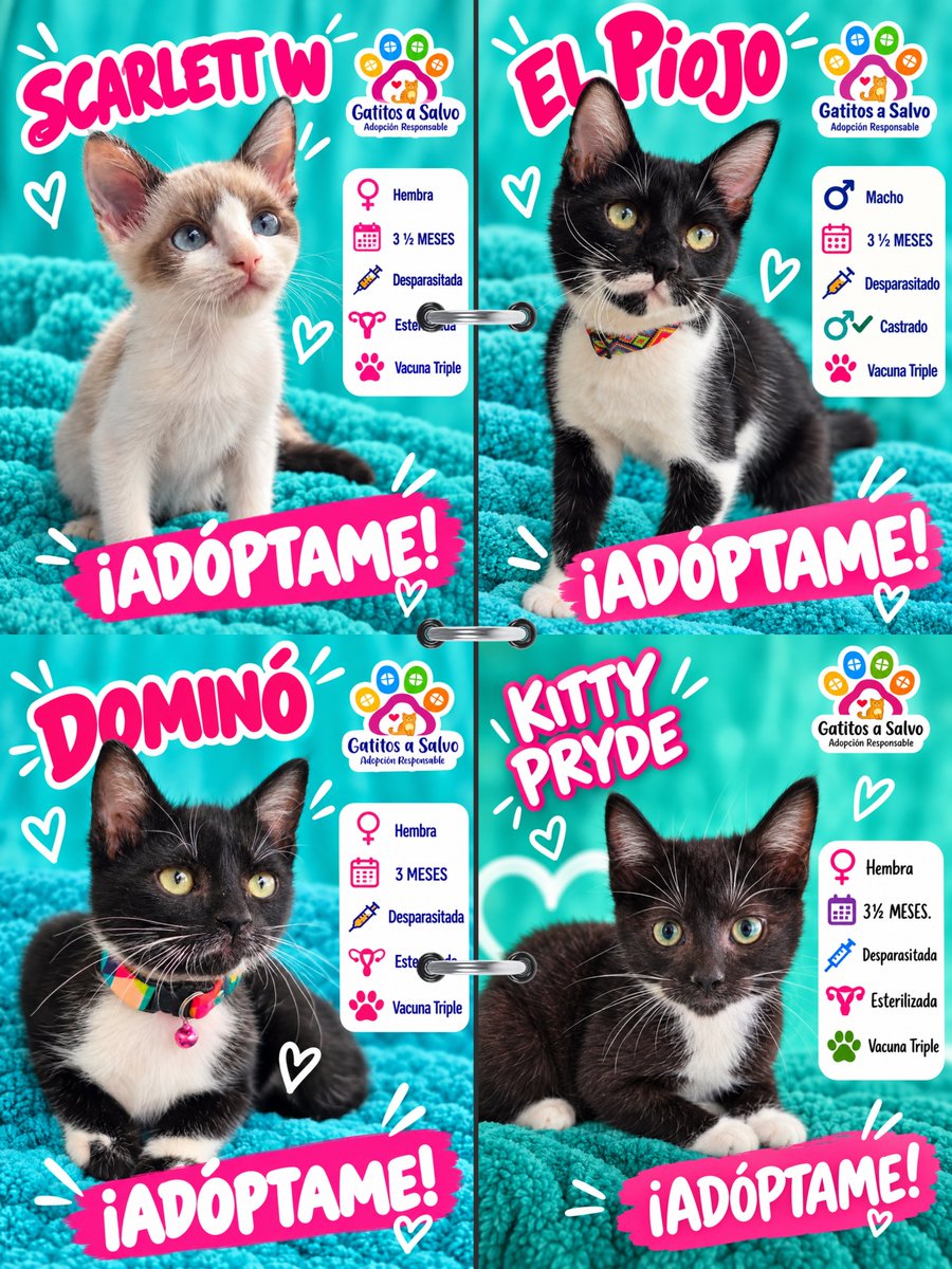 gatitosasalvo's tweet photo. 13 GATOS. TRECE. Y NECESITO QUE X HAGA LO SUYO.

No quiero 300 comentarios diciendo “ojalá los adopten”.

Quiero que estas fotos lleguen a la persona que está buscando adoptar.

Bebés, jóvenes y Junior, que lleva más de un año esperando. 

Todos tienen algo en común: siguen sin una familia.

📍CDMX
🏠 Adopción responsable

¿No puedes adoptar? CITA este post. No sólo le des like.

Ayúdame a sacarlos de aquí.
UNO de estos 13 puede estar a un repost de encontrar su casa. 🐾