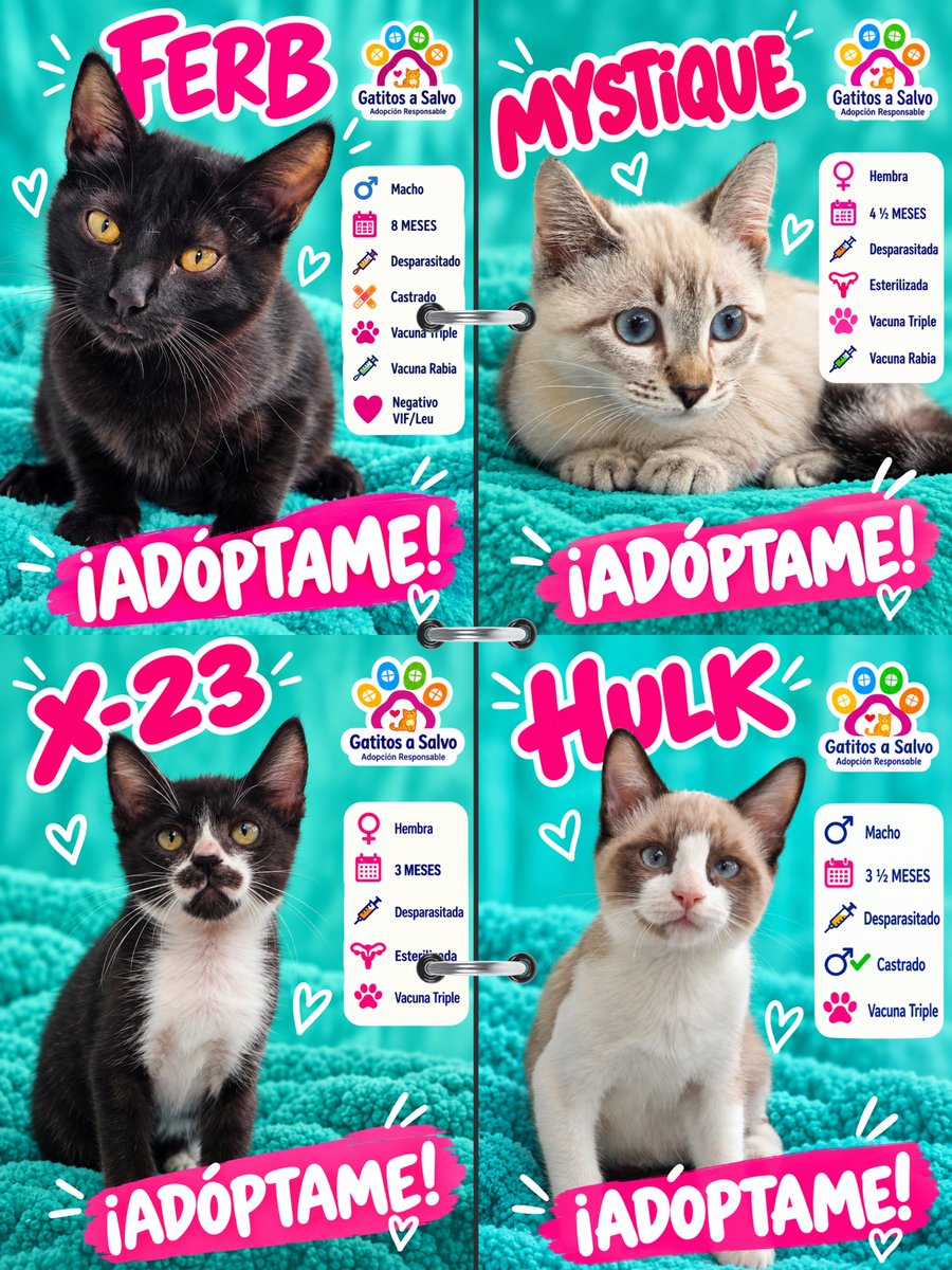 gatitosasalvo's tweet photo. 13 GATOS. TRECE. Y NECESITO QUE X HAGA LO SUYO.

No quiero 300 comentarios diciendo “ojalá los adopten”.

Quiero que estas fotos lleguen a la persona que está buscando adoptar.

Bebés, jóvenes y Junior, que lleva más de un año esperando. 

Todos tienen algo en común: siguen sin una familia.

📍CDMX
🏠 Adopción responsable

¿No puedes adoptar? CITA este post. No sólo le des like.

Ayúdame a sacarlos de aquí.
UNO de estos 13 puede estar a un repost de encontrar su casa. 🐾