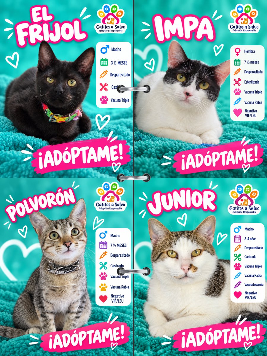 gatitosasalvo's tweet photo. 13 GATOS. TRECE. Y NECESITO QUE X HAGA LO SUYO.

No quiero 300 comentarios diciendo “ojalá los adopten”.

Quiero que estas fotos lleguen a la persona que está buscando adoptar.

Bebés, jóvenes y Junior, que lleva más de un año esperando. 

Todos tienen algo en común: siguen sin una familia.

📍CDMX
🏠 Adopción responsable

¿No puedes adoptar? CITA este post. No sólo le des like.

Ayúdame a sacarlos de aquí.
UNO de estos 13 puede estar a un repost de encontrar su casa. 🐾