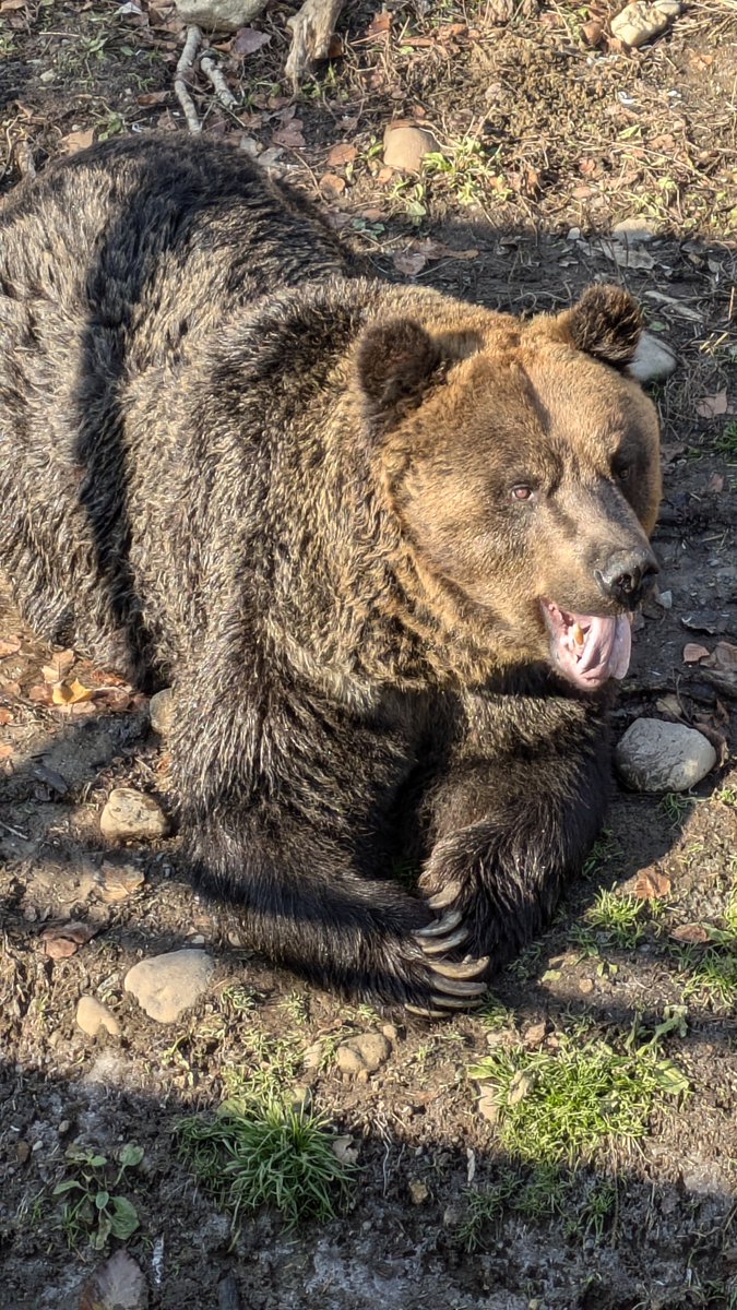 Sahoro_Bear_Mt's tweet photo. 【お知らせ】
9月26日に「ヒロタケ」が亡くなりました。
今年は起立不能により園内展示引退し療養を行っていました。
24日より容態が急変し26日に残念ながら安楽死処置を行いました。

当施設開業当時から居る歴史そのものと言える賢くてかわいいクマでした。

詳細はこちら↓
https://t.co/evhGb8qJ2y https://t.co/33tWY67F35