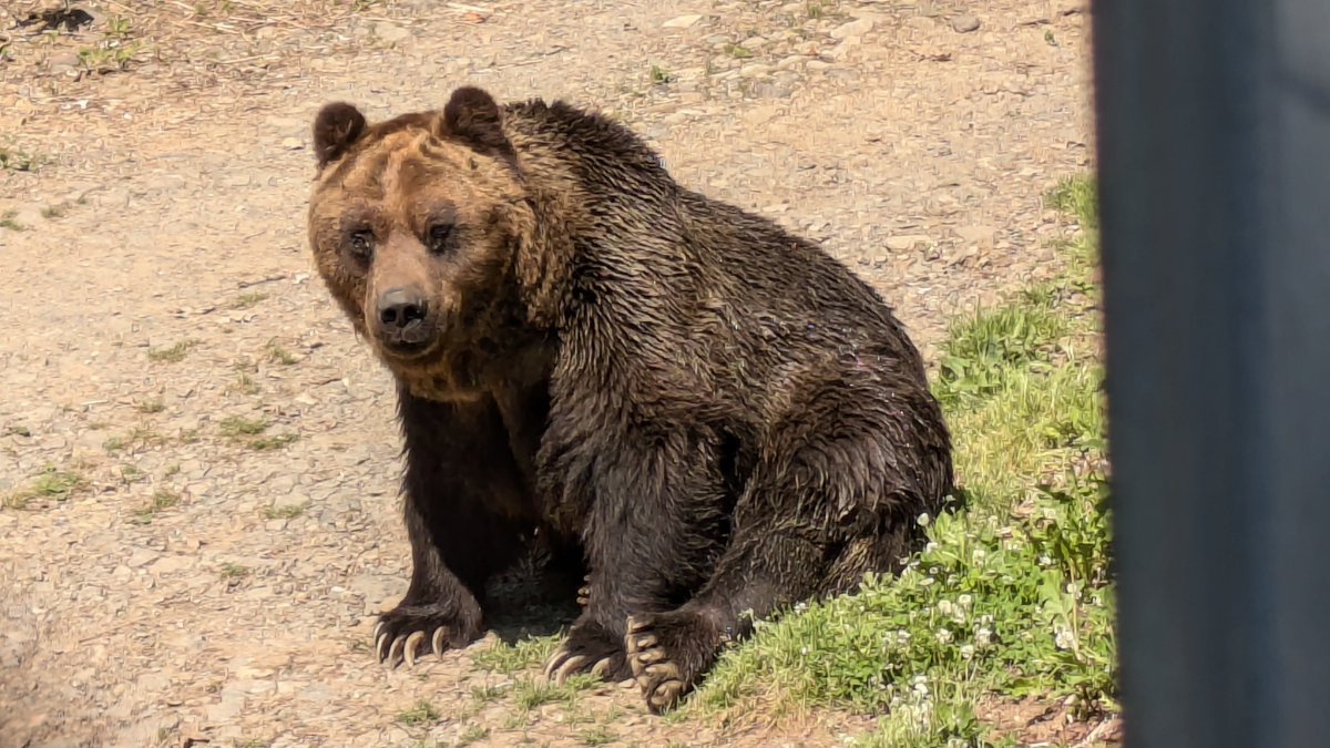 Sahoro_Bear_Mt's tweet photo. 【お知らせ】
9月26日に「ヒロタケ」が亡くなりました。
今年は起立不能により園内展示引退し療養を行っていました。
24日より容態が急変し26日に残念ながら安楽死処置を行いました。

当施設開業当時から居る歴史そのものと言える賢くてかわいいクマでした。

詳細はこちら↓
https://t.co/evhGb8qJ2y https://t.co/33tWY67F35