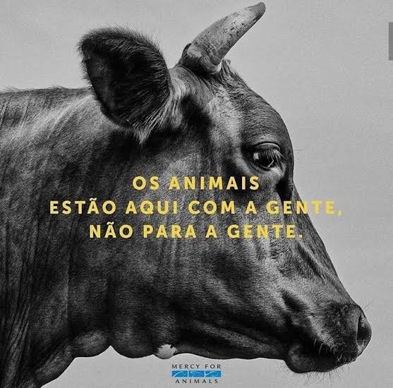LiLoveAnimals's tweet photo. @Minerva_BEEF3 Hoje, 11 anos da tragédia com os Bois em Barcarena-Pará 🐮👼

Tudo por causa da GANÂNCIA DESENFREADA de vocês 🤬 Que tudo o que vocês causaram aos Bois volte INFINITAS VEZES a vocês.

Mais de 5000 VIDAS INOCENTES!!!!!!! https://t.co/fHYbIfkNN1