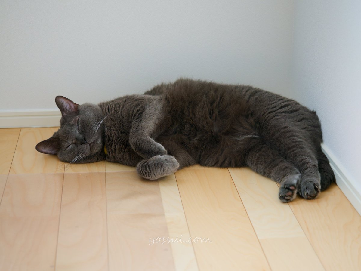 yossui_com's tweet photo. OM SYSTEM OM-1 Markⅱ
M.ZUIKO DIGITAL ED 12-40mm F2.8 PRO

#シャルトリュー
#猫
#猫好きさんと繋がりたい
#写真好きな人と繋がりたい
#OM1Mark2
#OMSYSTEM https://t.co/XIUnz4Eqms