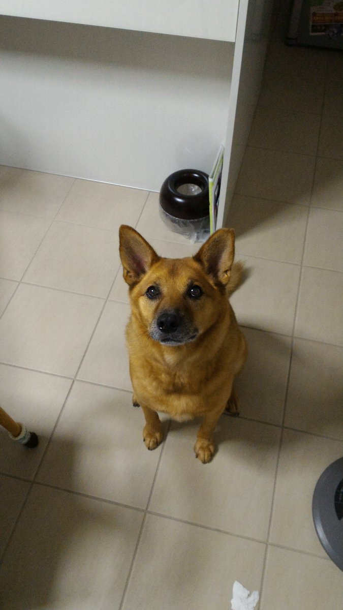 sgym_pht's tweet photo. @momokera_ こんにちは こちら数年前に亡くなりましたが うちの犬です
野良犬の子として保護されてお母さんも同じような見た目の雑種だったので 人に犬種を聞かれるたびに混ざりに混ざった雑種ですって答えてました！ https://t.co/AvzrM98mCS