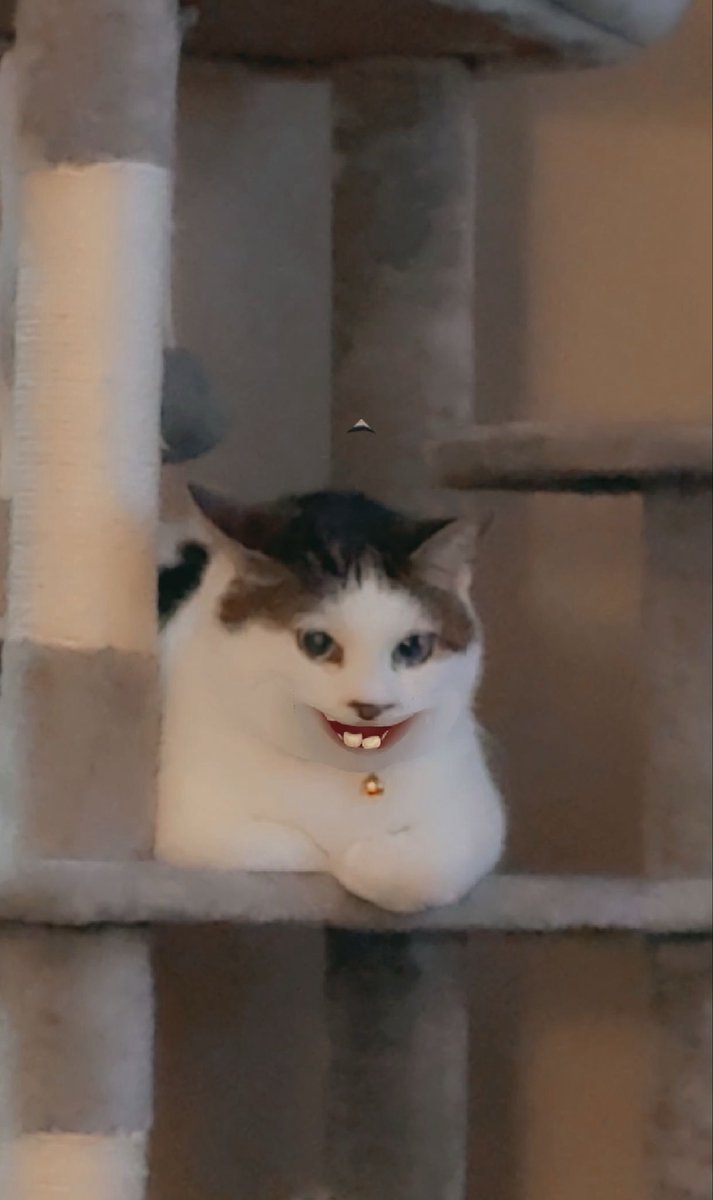 SBBJack21's tweet photo. I played on Snap Chat 😹 I think I made Mom pee 

Snap Chat Cat https://t.co/FNNOtgdnLb