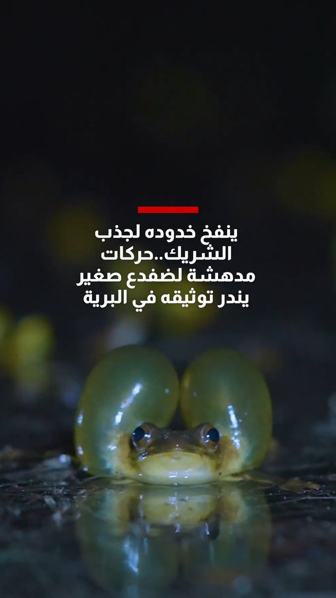 ينفخ خدوده لجذب الشريك..حركات مدهشة لضفدع صغير يندر توثيقه في البرية 