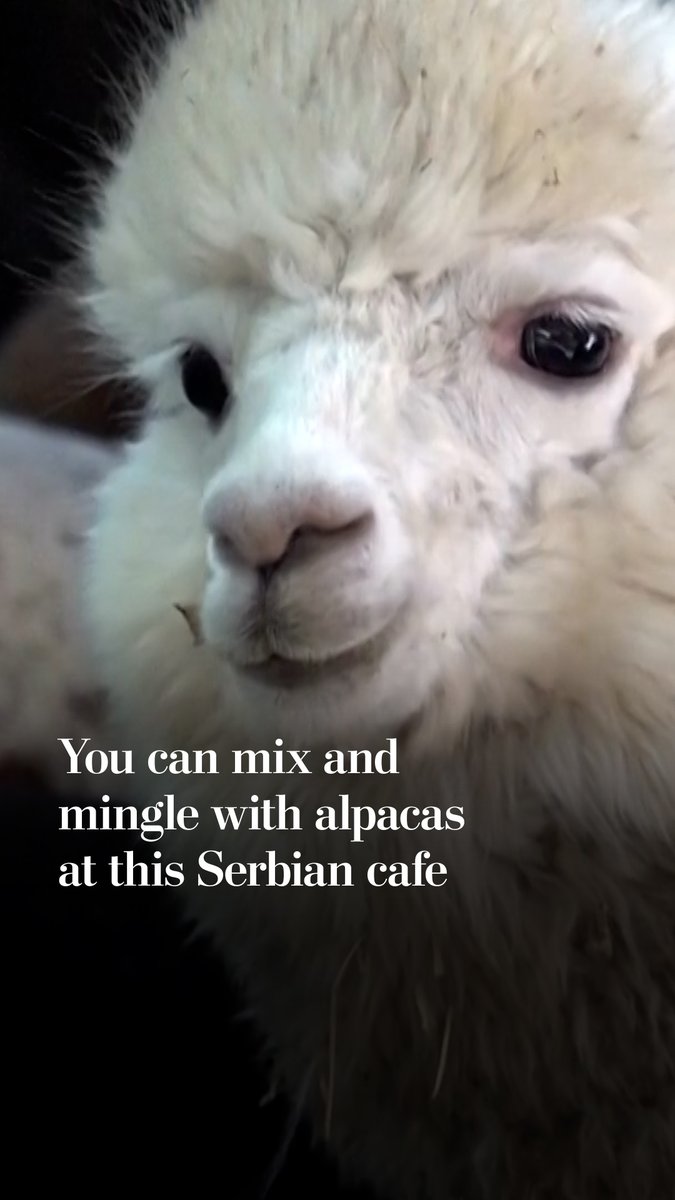 A close-up of a fluffy white alpaca with large dark eyes, accompanied by the text "You can mix and mingle with alpacas at this Serbian cafe," highlighting the unique experience of enjoying coffee alongside free-roaming alpacas at a Serbian café.