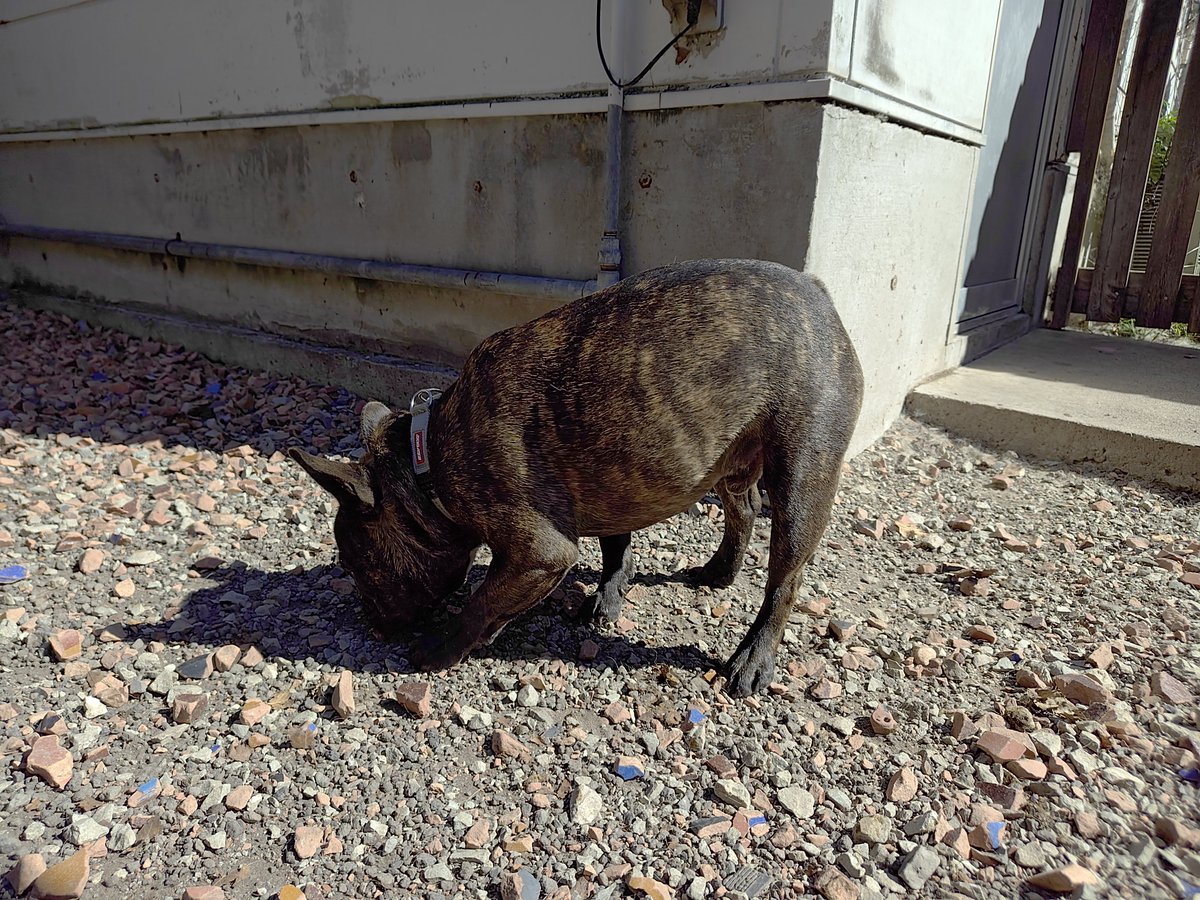doghousedaddy08's tweet photo. 常連フレブルのゴン君がチェックインしました

すぐデッキに出て臭いチェックに忙しいみたいです
#老犬ホーム #老犬生涯預かり #老犬長期預かり #老犬介護 #ペットホテル軽井沢 #フレブル https://t.co/ynMmJbWgUi