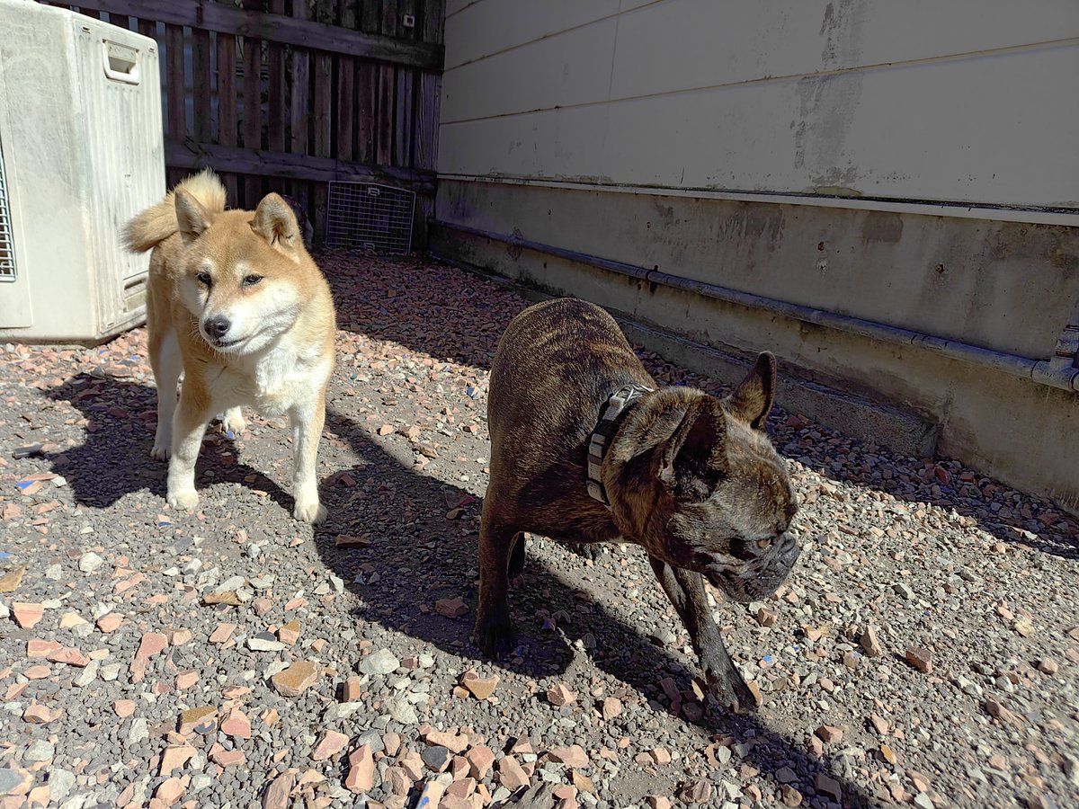 doghousedaddy08's tweet photo. 常連フレブルのゴン君がチェックインしました

すぐデッキに出て臭いチェックに忙しいみたいです
#老犬ホーム #老犬生涯預かり #老犬長期預かり #老犬介護 #ペットホテル軽井沢 #フレブル https://t.co/ynMmJbWgUi