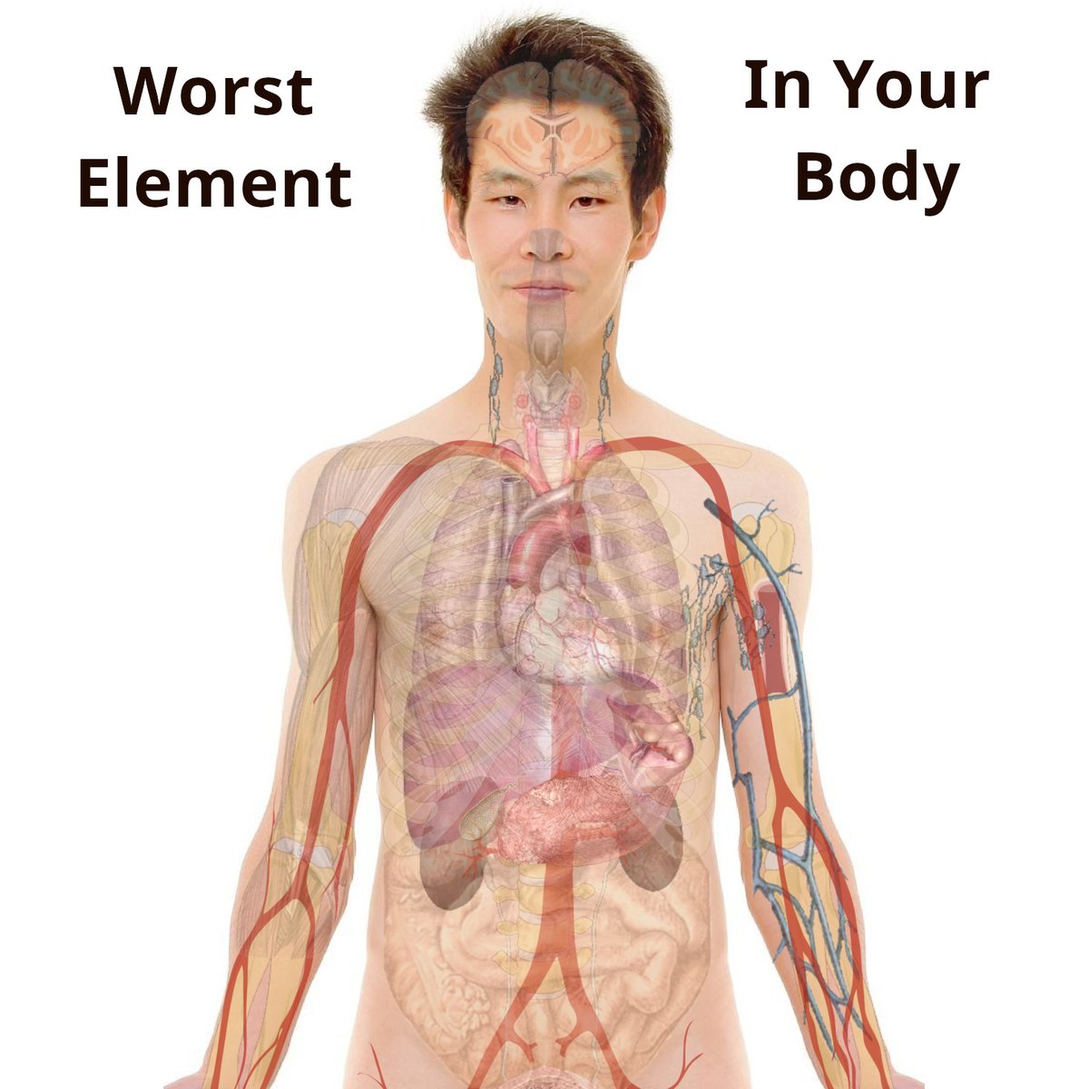 500wayscom's tweet photo. Here is the worst element in your body, and why. It's free and complete at https://t.co/EVcV3FteHi (#humanBody, #elements, #elementalChemistry, #chemistry, #biochemistry, #anatomy, #physiology, #dangerousElement, #dangerousChemical, #human) https://t.co/lim0rrNPcJ