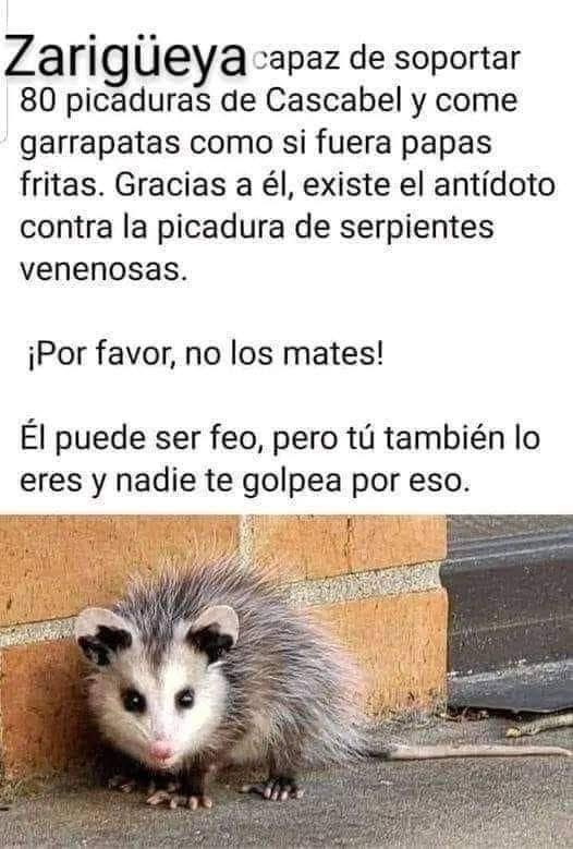 marq31995's tweet photo. Respetemos a los animales https://t.co/DolBClVPbX